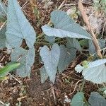 Cucurbita foetidissima Blad