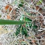 Pancratium illyricum Leaf