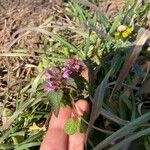 Lamium purpureumFlower