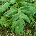 Angelica gigas Foglia