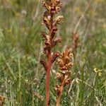 Orobanche gracilis Hábito