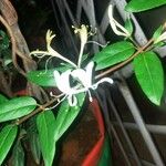 Lonicera japonicaफूल