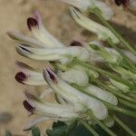 Rupicapnos africana 花