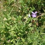 Viola cornuta Habitus