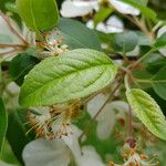 Malus coronaria Leaf