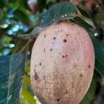 Dacryodes edulis Fruit