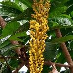 Lophanthera lactescens Flor
