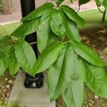 Oxydendrum arboreum Frunză