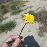 Sonchus bulbosus Blomst