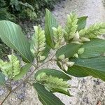 Flemingia strobilifera Flower