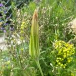 Tragopogon dubius Blüte