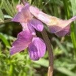 Vicia pannonica 花