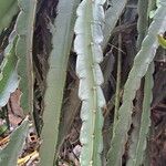 Cissus quaddrangularis برگ