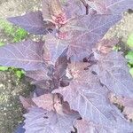 Atriplex hortensis Hoja