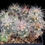 Thelocactus bicolor Habitus