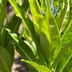 Amsonia ciliata Leaf