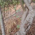 Bauhinia rufescens Bark