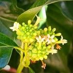 Morinda citrifolia Frucht