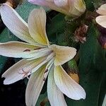 Lewisia longipetala ᱵᱟᱦᱟ