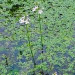 Hottonia palustris Flower