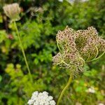 Daucus carotaLorea