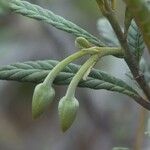 Dubouzetia acuminata Flor