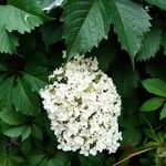 Hydrangea arborescensFlor