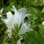 Echium italicum Flower