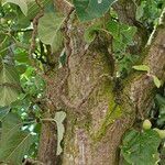 Malus spectabilis Bark