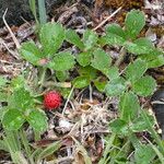 Fragaria chiloensis 整株植物