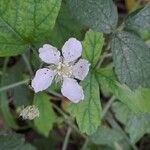 Rubus caesiusBlomst