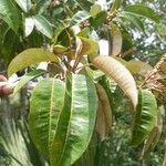 Croton gratissimus Leaf