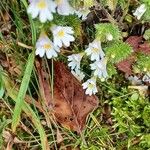 Euphrasia nemorosaFlower