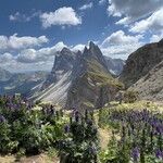 Aconitum napellus Vekstform