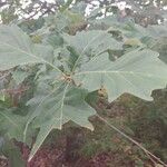 Quercus bicolor Hoja