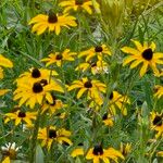 Rudbeckia fulgida花