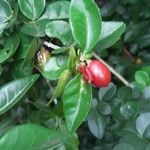 Triphasia trifolia Fruit