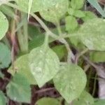 Petunia integrifolia ᱥᱟᱠᱟᱢ