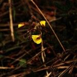 Utricularia minor Květ