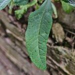 Buddleja globosa Blad