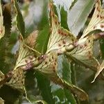 Polystichum munitum Frutto