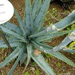 Aloe suprafoliata Habit