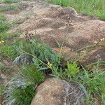 Aneilema johnstonii Habit