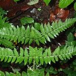Dryopteris pentheri Blatt