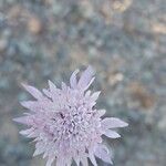 Knautia integrifoliaFlower