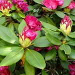 Rhododendron catawbiense Кветка