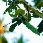 Terminalia catappa Fruit