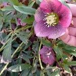 Helleborus purpurascens Flower