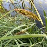 Carex riparia Feuille