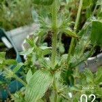 Sideritis montana Flor